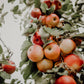 Apple Orchard Candle