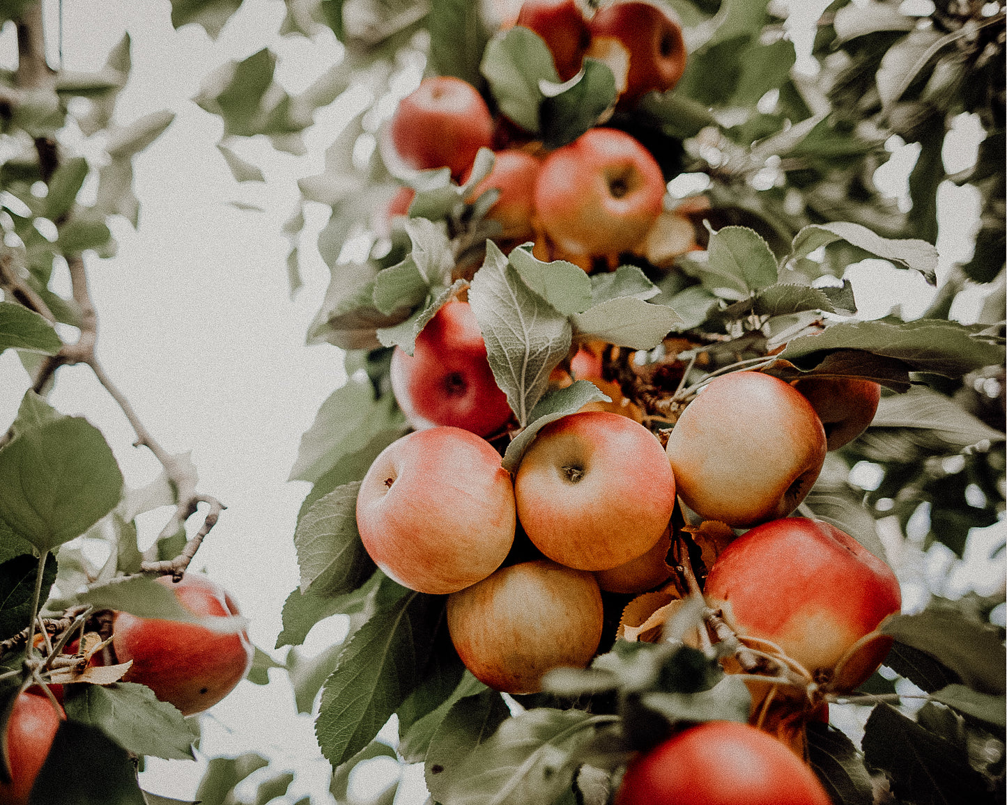 Apple Orchard Candle