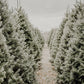 Christmas Tree Farm Candle